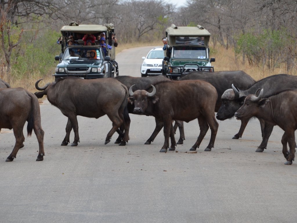 2016 10 : South Africa